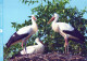 BIRD Animals Vintage Postcard CPSM #PAN346.GB - Pájaros