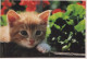 CAT KITTY Animals Vintage Postcard CPSM #PAM600.GB - Gatos