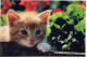 CAT KITTY Animals Vintage Postcard CPSM #PAM600.GB - Gatos