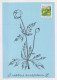 FLORES Vintage Tarjeta Postal CPSM #PAR482.ES - Fleurs