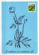 FLORES Vintage Tarjeta Postal CPSM #PAR482.ES - Blumen