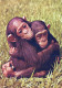 MONO Animales Vintage Tarjeta Postal CPSM #PAN999.ES - Monkeys