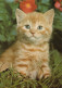 GATO GATITO Animales Vintage Tarjeta Postal CPSM #PAM537.ES - Gatti