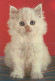 GATO GATITO Animales Vintage Tarjeta Postal CPSM #PAM163.ES - Katten