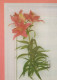 FLOWERS Vintage Postcard CPSM #PBZ069.GB - Flowers