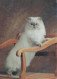 CAT KITTY Animals Vintage Postcard CPSM #PBQ763.GB - Katzen