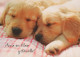 DOG Animals Vintage Postcard CPSM #PBQ563.GB - Dogs