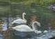 OISEAU Animaux Vintage Carte Postale CPSM #PAN348.FR - Birds