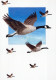OISEAU Animaux Vintage Carte Postale CPSM #PAN102.FR - Birds