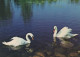 OISEAU Animaux Vintage Carte Postale CPSM #PAN286.FR - Pájaros