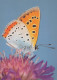 MARIPOSAS Vintage Tarjeta Postal CPSM #PBZ914.ES - Mariposas