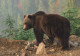 OSO Animales Vintage Tarjeta Postal CPSM #PBS271.ES - Bears