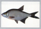 PESCADO Animales Vintage Tarjeta Postal CPSM #PBS855.ES - Fish & Shellfish