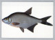 PESCADO Animales Vintage Tarjeta Postal CPSM #PBS855.ES - Poissons Et Crustacés