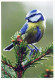 PÁJARO Animales Vintage Tarjeta Postal CPSM #PBR417.ES - Oiseaux