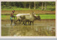 VACA Animales Vintage Tarjeta Postal CPSM #PBR795.ES - Vacas