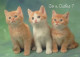 GATO GATITO Animales Vintage Tarjeta Postal CPSM #PBR017.ES - Cats