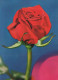 FLOWERS Vintage Ansichtskarte Postkarte CPSM #PAS325.DE - Blumen