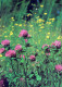 FLOWERS Vintage Ansichtskarte Postkarte CPSM #PAS445.DE - Blumen