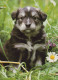 HUND Tier Vintage Ansichtskarte Postkarte CPSM #PAN803.DE - Chiens