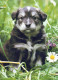 HUND Tier Vintage Ansichtskarte Postkarte CPSM #PAN803.DE - Chiens