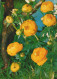 FLOWERS Vintage Ansichtskarte Postkarte CPSM #PAR484.DE - Blumen