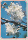 FLOWERS Vintage Ansichtskarte Postkarte CPSM #PAR303.DE - Fiori