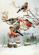 VOGEL Tier Vintage Ansichtskarte Postkarte CPSM #PAM733.DE - Oiseaux