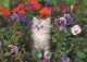 KATZE MIEZEKATZE Tier Vintage Ansichtskarte Postkarte CPSM #PAM351.DE - Cats