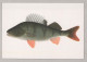 POISSON Animaux Vintage Carte Postale CPSM #PBS856.FR - Vissen & Schaaldieren