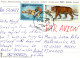 OURS Animaux Vintage Carte Postale CPSM #PBS272.FR - Ours