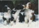 CHIEN Animaux Vintage Carte Postale CPSM #PBQ565.FR - Chiens