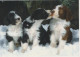 CHIEN Animaux Vintage Carte Postale CPSM #PBQ565.FR - Dogs