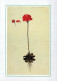 FIORI Vintage Cartolina CPSM #PAS446.IT - Flowers