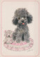 CANE Animale Vintage Cartolina CPSM #PAN607.IT - Chiens