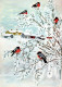 UCCELLO Animale Vintage Cartolina CPSM #PAM794.IT - Birds