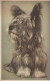 HUND Tier Vintage Ansichtskarte Postkarte CPA #PKE793.DE - Honden