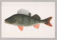 FISCH Tier Vintage Ansichtskarte Postkarte CPSM #PBS857.DE - Fische Und Schaltiere