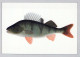 FISCH Tier Vintage Ansichtskarte Postkarte CPSM #PBS857.DE - Vissen & Schaaldieren