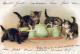 KATZE MIEZEKATZE Tier Vintage Ansichtskarte Postkarte CPSM #PBR019.DE - Chats