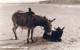 ASINO Animale Vintage CPA Cartolina #PAA229.IT - Donkeys