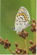 FARFALLA Animale Vintage Cartolina CPSM #PBS461.IT - Mariposas