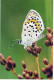 FARFALLA Animale Vintage Cartolina CPSM #PBS461.IT - Butterflies