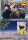 CERVO Animale Vintage Cartolina CPSM #PBS584.IT - Autres & Non Classés