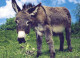 ASINO Animale Vintage Cartolina CPSM #PBR947.IT - Donkeys