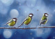 UCCELLO Animale Vintage Cartolina CPSM #PBR736.IT - Birds