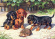 CANE Animale Vintage Cartolina CPSM #PBQ365.IT - Dogs