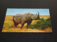 75274-    ANIMALS - NEUSHOORN / RHINO - Rhinocéros