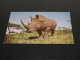 75276-    ANIMALS - NEUSHOORN / RHINO - Neushoorn