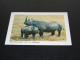 75279-    ANIMALS - NEUSHOORN / RHINO - Neushoorn